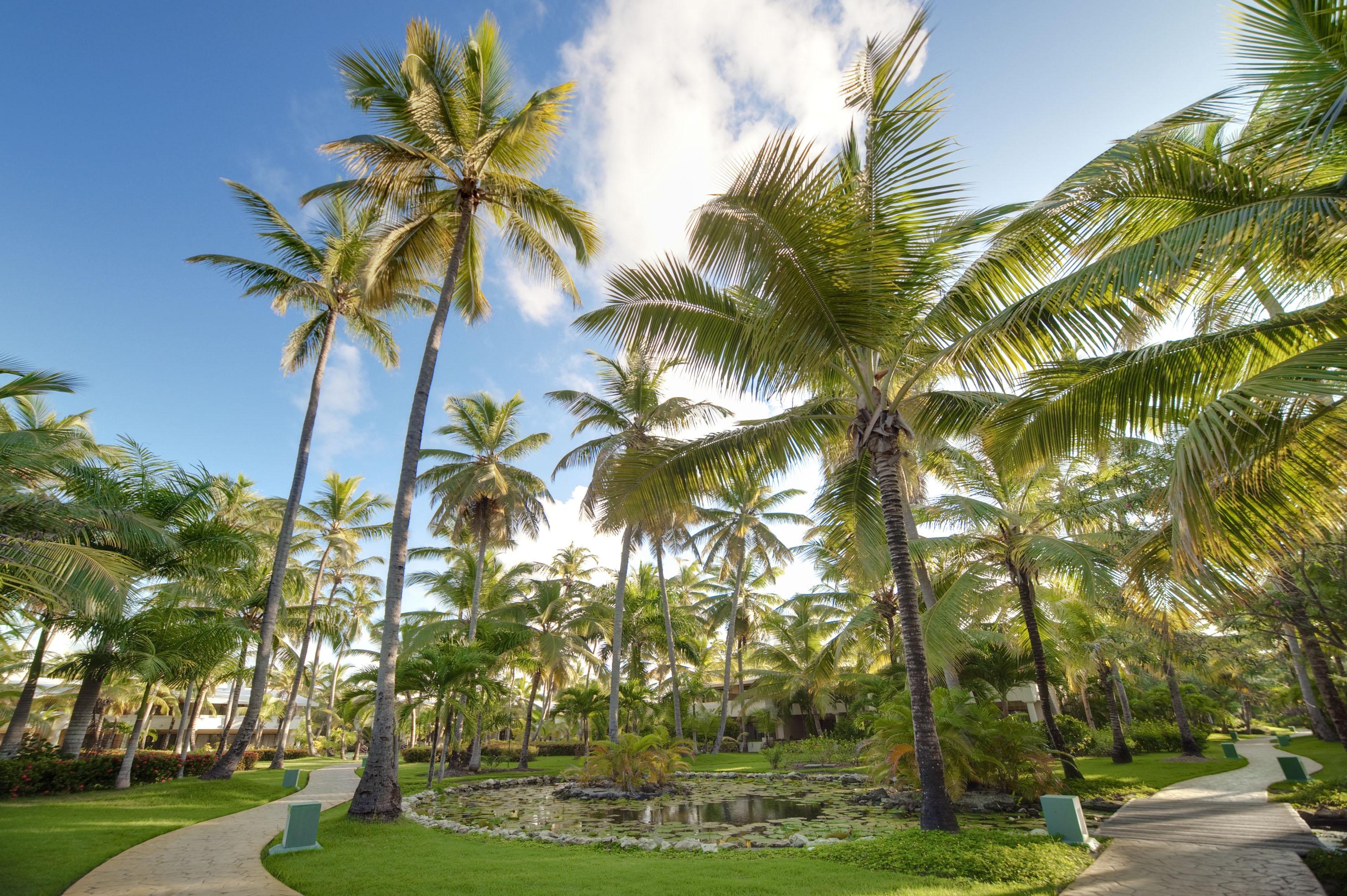 Meliá Caribe Beach Resort-All Inclusive Punta Cana Esterno foto Coconut palms at the Lyon Arboretum